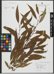 Foto von Salix russelliana Sm.